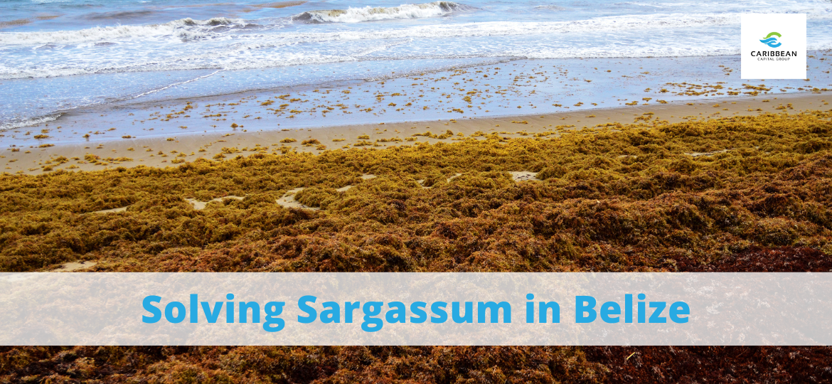 Solving Sargassum in Belize Caribbean Capital Group